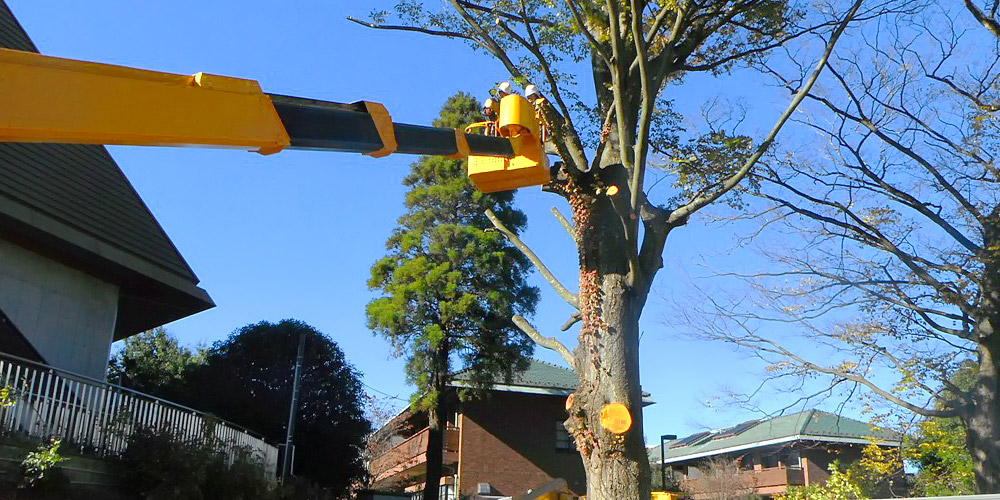 大木・高木・巨木・危険木の伐採 大木・高木・巨木・危険木の伐採
