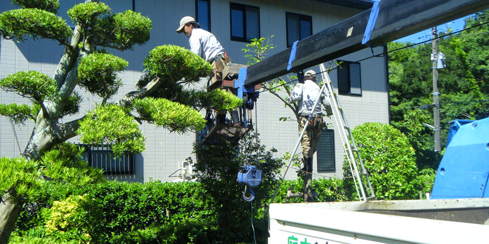 植木の年間管理