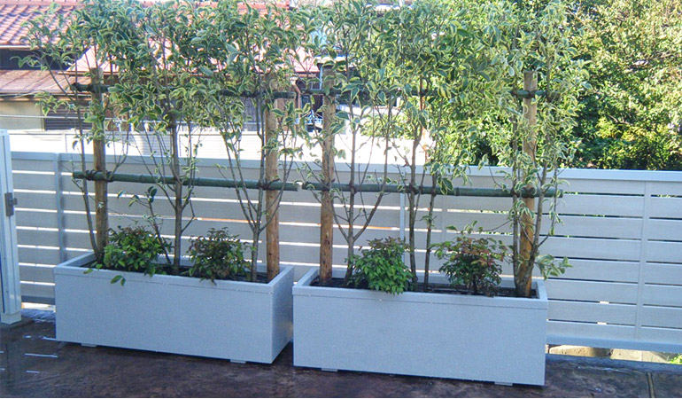 個人邸 ネズミモチトリカラー