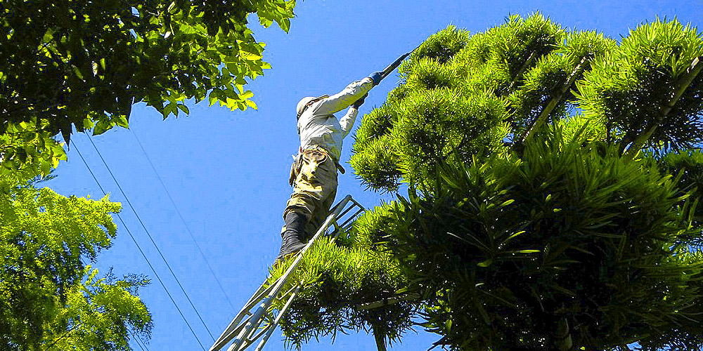 植木の剪定