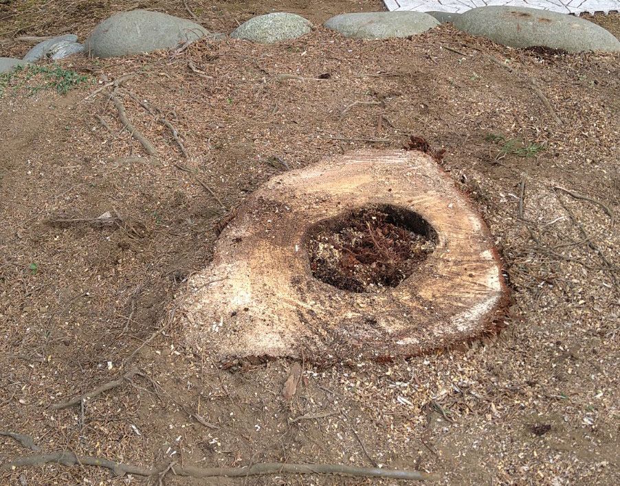 千葉県 船橋市 高木伐採 6ｍ イトヒバの古木